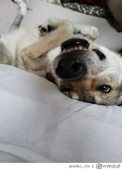 pranko_csv - O patrz pan jednak żyje...
#prankothewolfdog