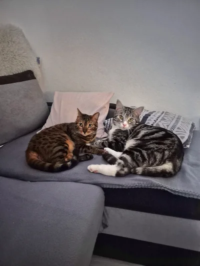 Lujdziarski - #pokazkota #dziarskikacperek geje Boże ( ͡º ͜ʖ͡º) kocham kotki