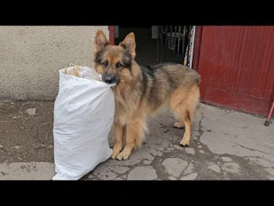 SzubiDubiDu - Nie wiem jak to otagować. Kilka miesięcy na wykopie popularny był film ...