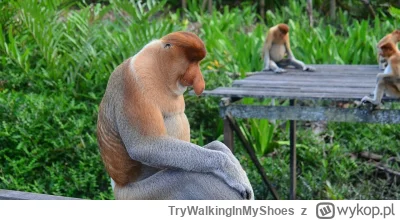 TryWalkingInMyShoes - Echhhhhhh...

#ksw