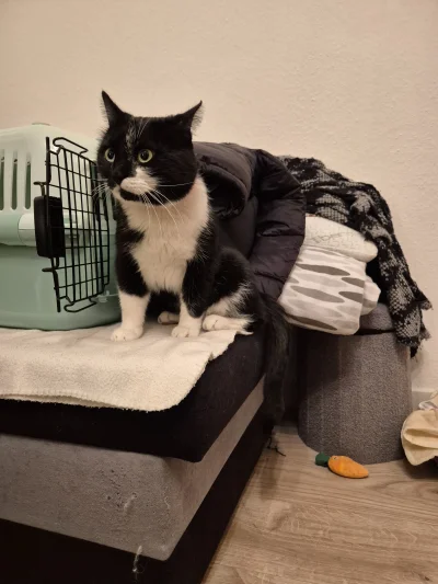 Lujdziarski - #pokazkota #dziarskikacperek Jest Mruczito, Kacper taktycznie s--------...