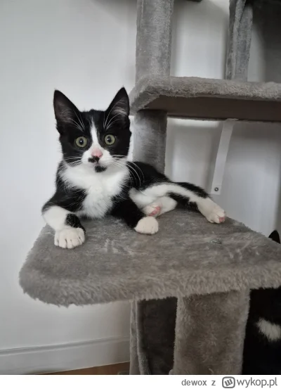 dewox - Cześ 
#pokazkota #smiesznekotki
