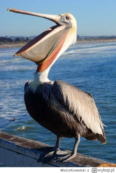 MistrzKowalski - Widzę stada tych ptaszysk pod wpisem ( ͡° ͜ʖ ͡°)