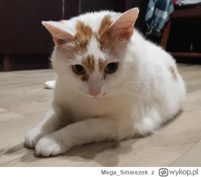 Mega_Smieszek - Kotka typu mrumrałkowego ᶘᵒᴥᵒᶅ

#koty #pokazkota