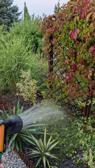 6poziomprokrastynacji - Podlewam dzialke, prognozowane opady dzis wieczorem lub jutro...