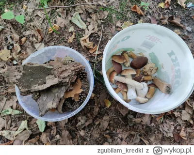 zgubilam_kredki - Kiedy idziesz na grzyby z dziećmi i zamiast szukać grzybów, wybiera...