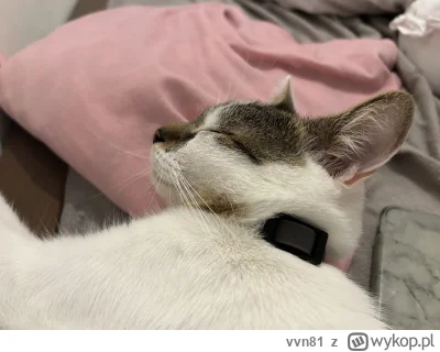 vvn81 - widzisz takiego co robisz #pokazkota