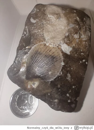Normalnyczylidlawi3luinny - W okolicach Krakowa znalazłem w piasku kamień z odbitą sk...