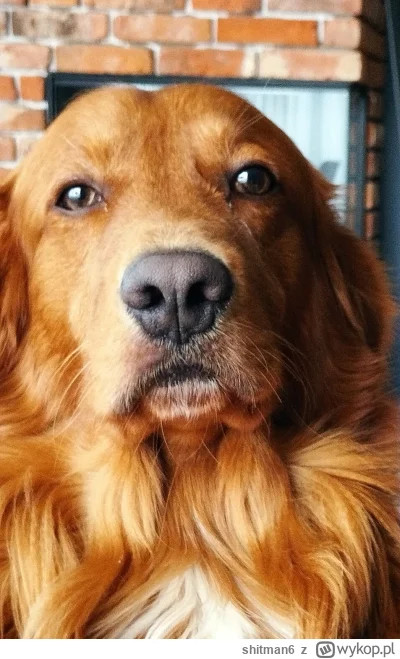 shitman6 - Mireczki drogie - mam psa, golden retriever. Rudy małpiszon zostawia tyle ...