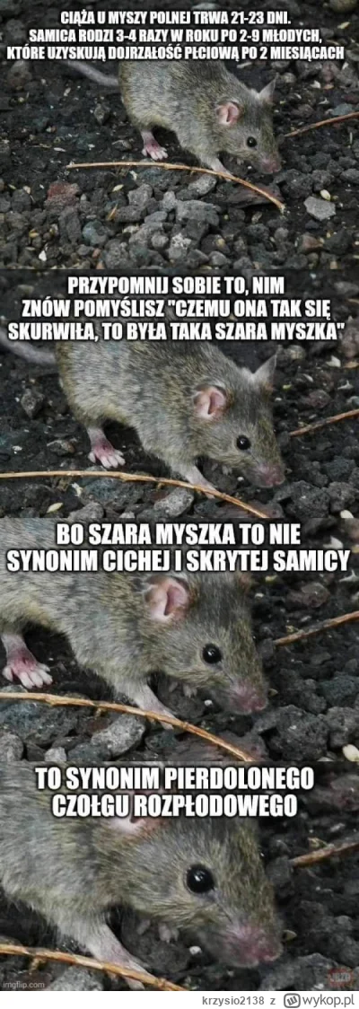 krzysio2138 - #przegryw