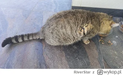 RiverStar - Łajza wcina ( ͡° ͜ʖ ͡°) #koty #pokazkota