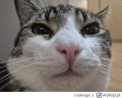 codesign - Siema
#kot #selfie