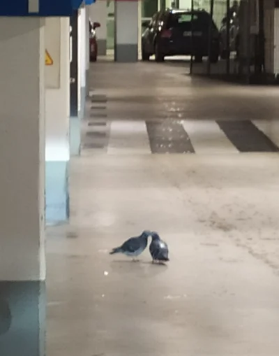 jakiezycietakiarab - widziałem dziś gołębie na parkingu podziemnym i się całowały na ...