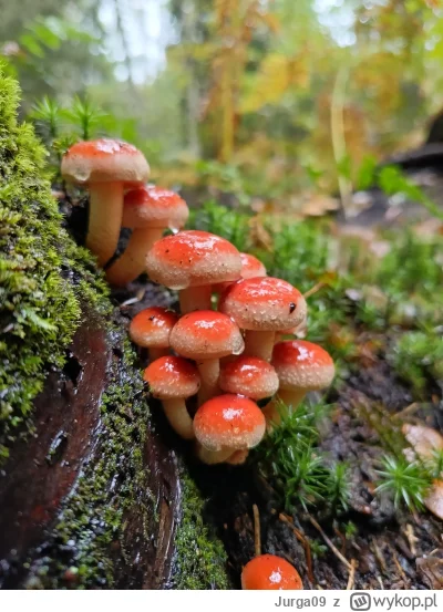 Jurga09 - Lubię robić zdjęcia grzybów.

#grzyby #las #grzybobranie