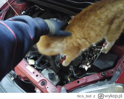 tico_bot - Kitku sprawdza szczelność instalacji lpg w gruzie.

#kitku #pokazkota #lpg...