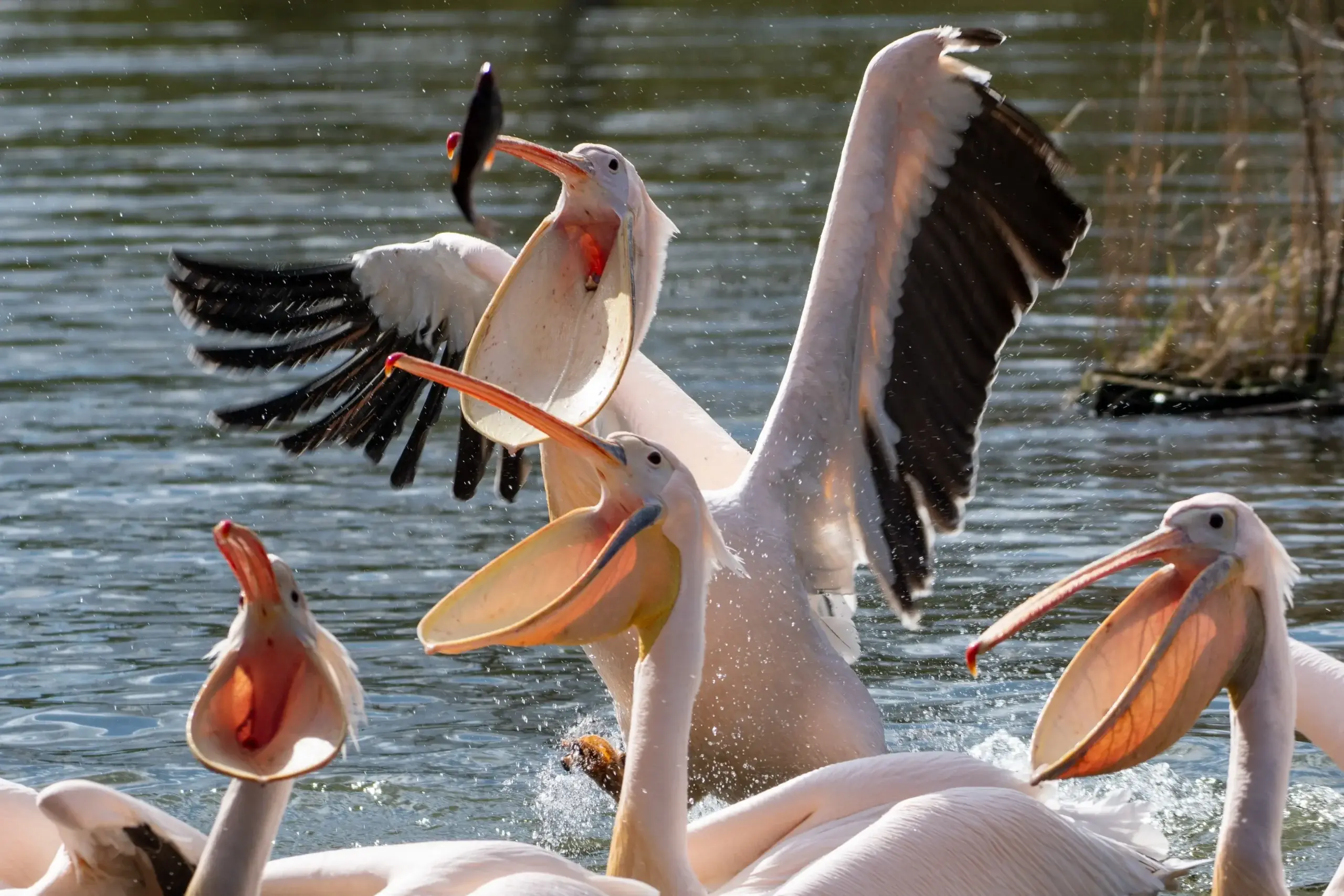 SebaWayneFAS - #famemma kocham ten darmowy portal