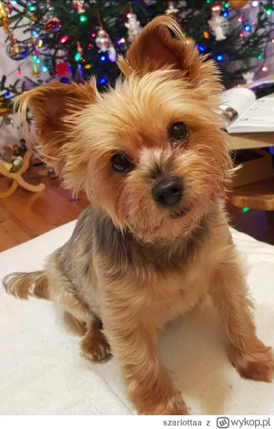 szarlottaa - @Zyciowyloozer moja po 15 latach odeszła w piątek :(