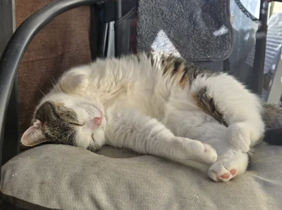 Solsith - #pokazkota #spaslak ( ͡° ͜ʖ ͡°)