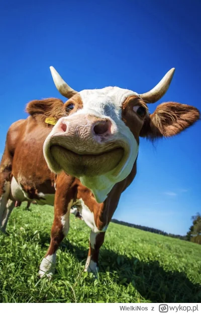 WielkiNos - @mirko-space
