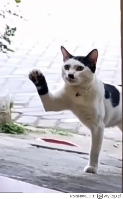 Poldek0000 - #kitku #ocieplaniewizerunkuadolfahitlera