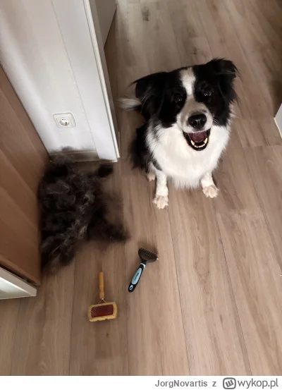 JorgNovartis - Było czesankooooo :)

#psy #pokazpsa