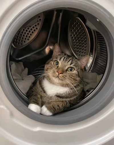 EliadezPoznania - #koty