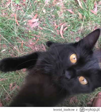 leonid_bialkow - @wfyokyga: kurna gdzie on znik