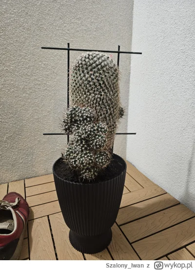 Szalony_Iwan - @PodniebnyMurzyn teraz ma drabinkę 
Dostałem go od takiej staruszki.