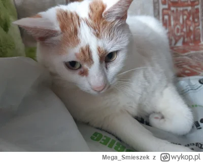 Mega_Smieszek - A czy Wasze kotełki mrumrotełki też jak sobie upatrzą reklamówkę to s...