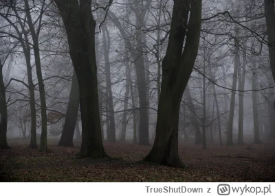 TrueShutDown - #szczecin #szczecinwobiektywie