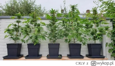 CXLV - Jestem przeciwnikiem palenia marihuany, ale chciałbym móc sobie w domu posadzi...