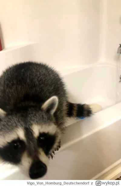 VigoVonHomburg_Deutschendorf - Kąpiel jest bardzo ważna
#szopeknadzis