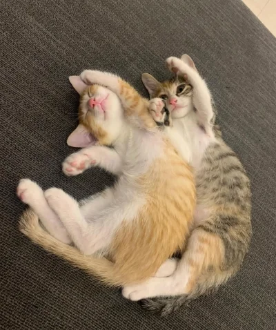 tomwick55 - #koty #zwierzaczki #kot #kitku