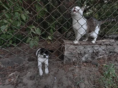 SatanWasa_Babyboomer - Dobre kociaki patrzą zza krat

#pdk #koty #kot #kitku #pokazko...