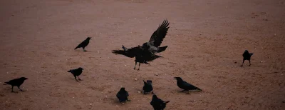 xvprvx - #ptaszkowpis 

Fight club