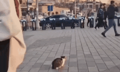 Mega_Smieszek - TO JA JAK WIDZĘ KOTKA

#koty