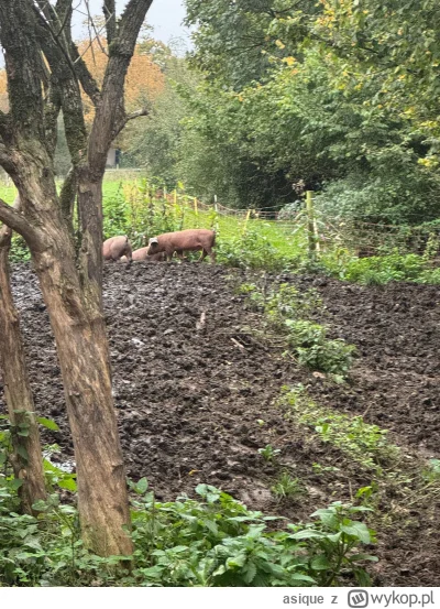 asique - #trzodachlewnaboners

Przeprowadziłam się na wieś w UK, niedaleko jest fanta...
