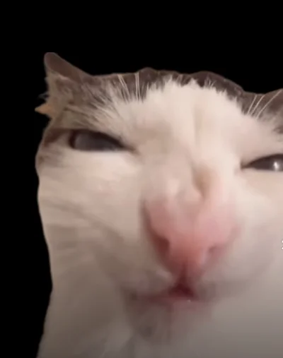 NiebedzieNietzschego - #dziwnekotki