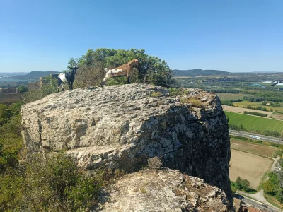 Maciek5000 - Dzisiaj na szczycie skały dzikie kozy mnie spotkały ( ͡° ͜ʖ ͡°)

#nietag...