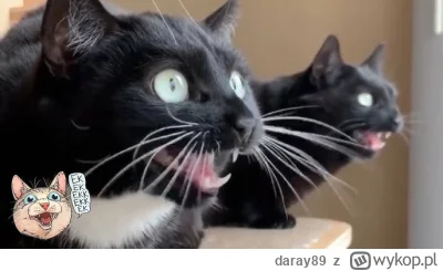 daray89 - #codziennykotopetany #dziwnekotki