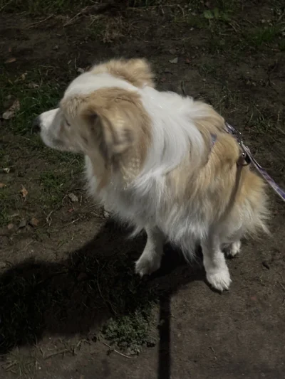 o__0 - Na spacerkach o tej porze włączamy tryb cichy żeby nie budzić sąsiadów 

#psia...