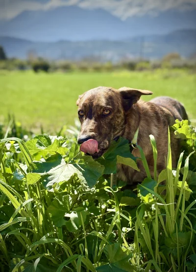 asdfghjkl - Blep #smiesznypiesek #manolina #mlem