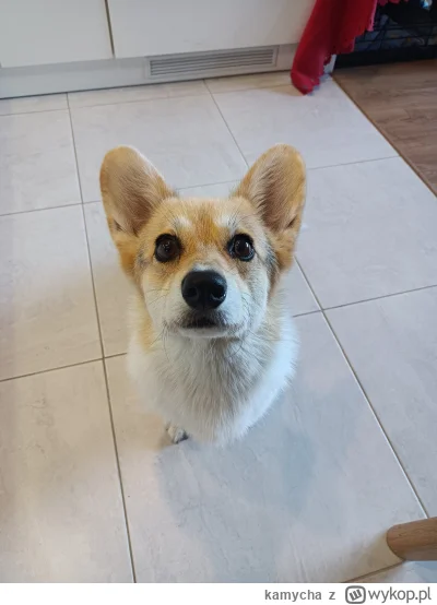 kamycha - @biaukowe: Yerba