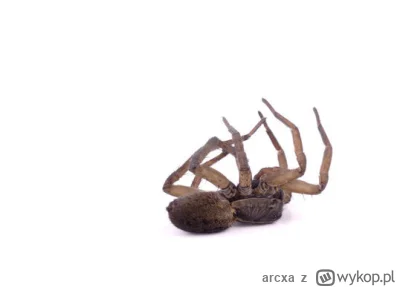 arcxa - @OgolnieRzeczBioracGeneralnie: :(

SPOILER