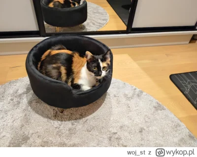 woj_st - #pokazkota 

Meet my Grażynka.