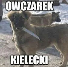 paczelok
