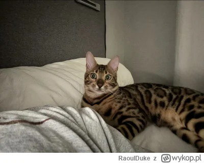 RaoulDuke - Kitku 8 miesięczny potwór