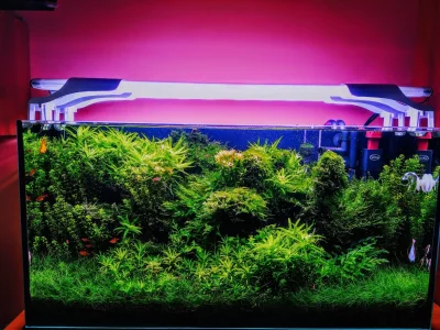 HorrorystycznyDemonPagona - #akwarystyka #pokazakwarium #hobby #akwarium #plantedtank...