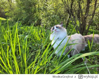 WodkaGrejfrut - Dawno nikt Bogusława w goronce nie wyplusował #pokazkota