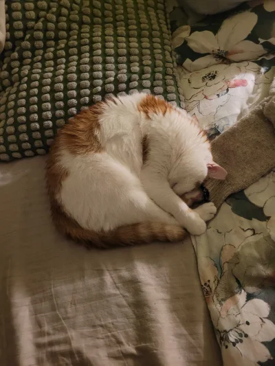 RicoElectrico - Kłębuszek 🧶
#pokazkota